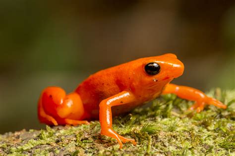 Amphibians are the most endangered animals on the planet